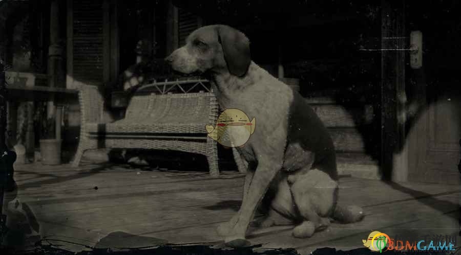 《荒野大镖客2》美国猎狐犬图鉴一览